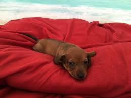 We are located in western north carolina, but have satisfied puppy owners in georgia, virginia, tennessee, and all other states. Litter Of 9 Dachshund Puppies For Sale In Elizabeth City Nc Adn 58537 On Puppyfinder Com Gender Fem Dachshund Puppies Dachshund Puppy Miniature Daschund Dog