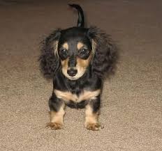 Availability can be seen here or on the puppies for sale tab! Black And Cream Dachshund Breeders Ponderosa Dachshunds Cream Dachshund Dachshund Dachshund Breeders