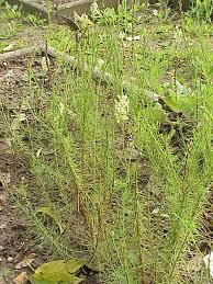 Image result for Hebenstretia