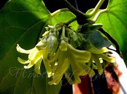 Image result for Telosma