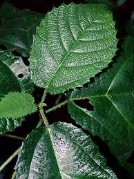 Image result for Urera