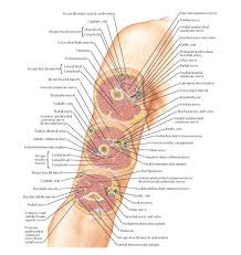 • a radial tuberosity on the anterior surface provides attachments for the biceps brachii muscle. Arm Serial Cross Sections Anatomy Pectoralis Major Muscle And Tendon Cephalic Vein Short Head Long Head Corac In 2021 Anatomy Forearm Anatomy Upper Limb Anatomy