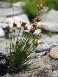 Image result for Ficinia