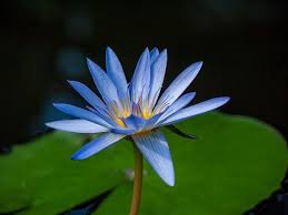 Image result for Nymphaea lotus
