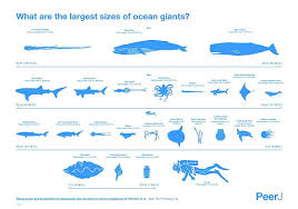 Hd Wallpaper Ocean Giants Chart Animals Fish Whale