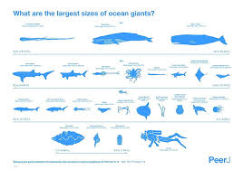 Hd Wallpaper Ocean Giants Chart Animals Fish Whale