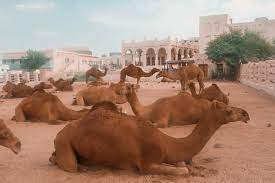 Get a salary calculation for The Best Places To See Camels In Doha