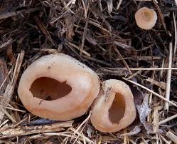 Image result for Tinnea vesiculosa