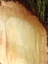 Image result for Tessmannia