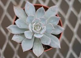 Muda de echeveria secunda var. Rosinha De Pedra Vale Natural Garden Center Junte Se A Natureza