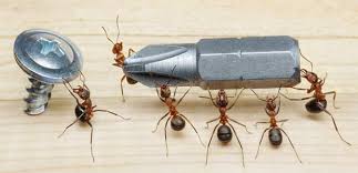 Click on your county, or check out all of our locations to find a procor professional near you. Carpenter Ant Control West North Vancouver Bc Call For A Free Quote 604 971 2260