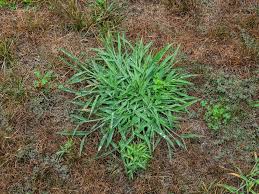 See full list on gardeningknowhow.com Differences Between Quackgrass Vs Crabgrass