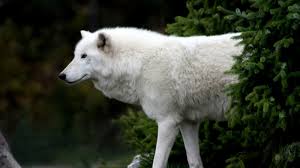 Better than any royalty free or stock photos. Awesome Wolf Free Wallpaper Id 118307 For Hd 1600x900 Pc