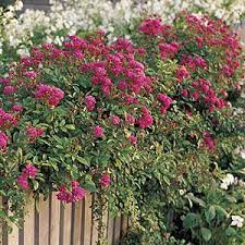 Sharing Roses Rose Cuttings Rooting Roses Rose