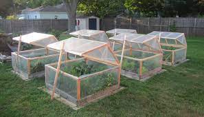 In summer, i cover the greenhouse tunnels. These Are My Mini Greenhouses For Winter Gardening They Open For Venting They Close For Protection Homemade Greenhouse Greenhouse Gardening Mini Greenhouse
