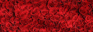 Blumenfee ist botschafter ihres herzens. Rosen Fur Den Valentinstag Wie Anbieter Die Preise Erhohen