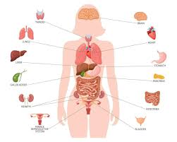 Image result for internal organs