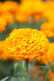 Anna strooberg / getty images. 45 Best Summer Flowers Beautiful Flowers That Bloom All Summer