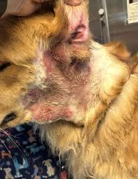 Image result for hotspot dogs