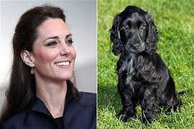 Lupo Royal Cocker Spaniel Puppy Cocker Spaniel Duchess Of Cambridge New Puppy