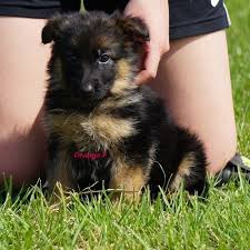 Nadelhaus breeds and sells german shepherd puppies in northern california. German Shepherd Puppy For Sale Los Angeles California Adopt German Shepherd Dogs In California