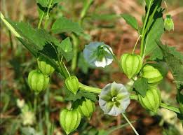 Maybe you would like to learn more about one of these? Harga Tanaman Ciplukan Yang Memiliki Banyak Manfaat