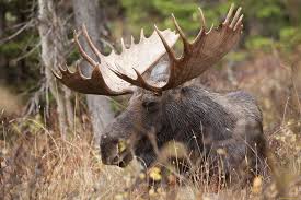 42 Moose Wallpapers Moose Backgrounds Moose Pictures Moose Wallpaper Moose wallpapers, backgrounds, images— best moose desktop wallpaper sort wallpapers by: 42 moose wallpapers moose backgrounds