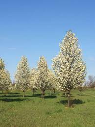 Do pear trees produce fruit every year? Instant Shade Trees In Bloom The Cleveland Pear Tree Is A Fast Growing Flowering Tree That Doesn T Produce Fru Fast Growing Flowers Flowering Trees Shade Trees