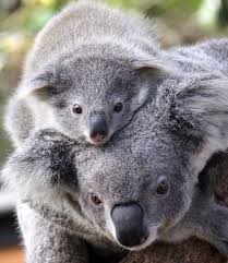 20 Stunning Reasons You Need To Visit Australia In 2016 Koala Zoo Animals Cute Animals
