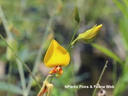 Image result for Crotalaria subcapitata