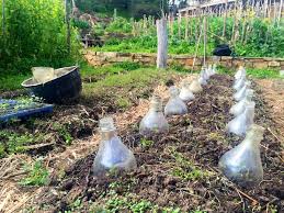 12 ideal shrubs for shade. Making Diy Glass Cloches For Early Spring Plants