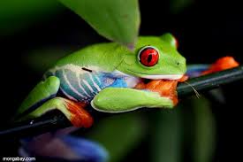 The skin on their stomachs is a lot thinner than the skin found on their backs which is more resistant and thick. Animal Photo Of The Day The Brilliant Red Eyed Tree Frog