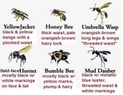 Black And White Wasp Identification Wasp Vs Hornet Google Search Types Of Bees Bee Wasp Hornet Wasp