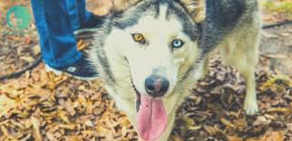 Puppies under 12 weeks of age will live with a trainer for the 4 week training program. Dog Boarding Archives Zen Doggy Den