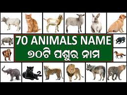 Video Animal Names In English