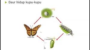 Rpp kurikulum 2013 edisi terbaru kelas 2 ini terintegrasi dengan literasi, ppk dan bagi rekan guru kelas 2 sd/mi yang membutuhkan dan ingin download rpp kurikulum 2013 kelas 2 sd/mi revisi 2018 semester 1 dan 2 maka silakan. Ipa Sdlb Tuna Rungu Daur Hidup Hewan B Daru Sucipto Youtube