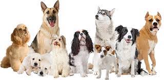 Hogar de los pasos prohibidos y el mejor análisis de freestyle, música, deportes y temas del día a día. Dia Internacional Del Perro Ecured