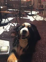 In that case get them a dog bed that is made for the outdoors. Pet Friendly Patio Picture Of Habana Irvine Spectrum Irvine Tripadvisor