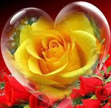This Gorgeous Yellow Rose Is Truly Beloved By The Red Roses Beneath Her Rose Flower Heart Beautiful Roses