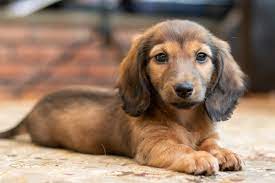 Our breeder network is here to connect you with the best dachshund breeder new york what is a puppy mill? Miniature Dachshund Puppies For Sale White Plains Ny 333825