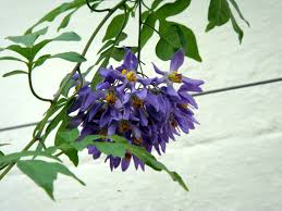 Image result for Solanum seaforthianum