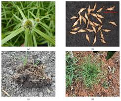 Image result for Cyperus ajax