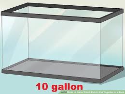3 Ways To Know Which Fish To Put Together In A Tank Wikihow