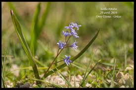Ráda vám ukáže své malé modré květy s bělavým středem na přelomu března a dubna, ale může být i celá bílá. Scilla Bifolia