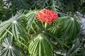 Image result for Jatropha multifida