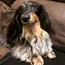 Long Haired Silver Dapple Dachshund Abby Dapple Dachshund Daschund Puppies Dachshund Breed