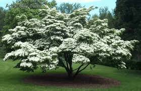 The hybrids are resistant to. 15 Popular Types Of Dogwood Trees How To Grow Them Flower Glossary