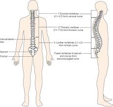 Basic functions like breathing and sleep are controlled here. The Vertebral Column Anatomy And Physiology