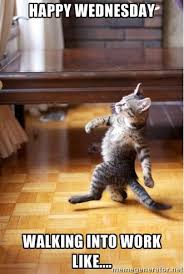 Walking Cat Happy Wednesday Walking Into Work Like Cats Animals Kittens