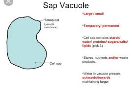 Check spelling or type a new query. Is Tonoplast Present In The Animal Cell